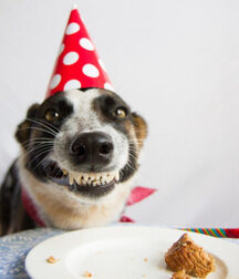 Dog Boys and Puppy Play plus art, Porn 5f207432ec101.jpg