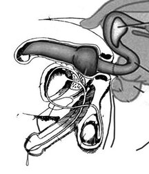 Dog Boys and Puppy Play plus art, Porn 5f2074877def7.jpg