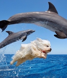 Dog Boys and Puppy Play plus art, Porn 5f20748aa6613.jpg