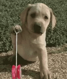 Dog Boys and Puppy Play plus art, Porn 5f2074bb2398f.gif