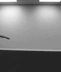 Male Ballet Dancers 5c91e8152e5b3.gif