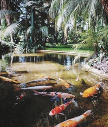 Tropical Selection 5c9370b273073.jpg