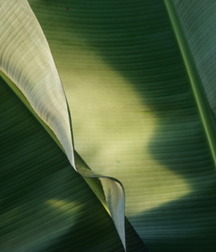 Tropical Selection 5c9370c53091f.jpg