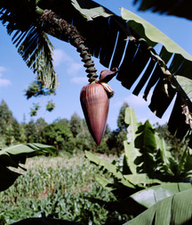 Tropical Selection 5c9370cc4b607.jpg