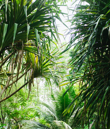 Asia Green 5ce5597965fe6.jpg