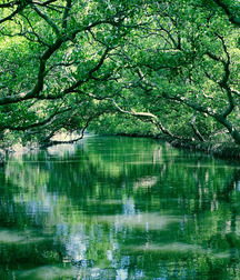 Asia Green 5ce5598019e2a.jpg