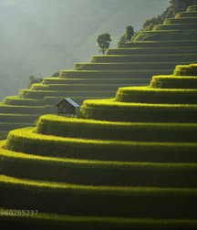 Asia Green 5ce5599248238.jpg