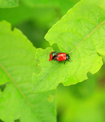 Gleb Fourth Set Outdoors 5cd0c12acbbf8.jpg