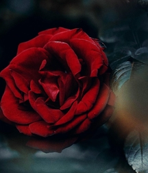 Pictures I like, not necessarily sexual.  5cd47fe0aefea.jpg