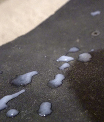 Skater Boy DAN1 Wank 'n' Cum Huge 3 Day Load on my Board :P 5ce012c58da4e.jpg