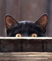 Friday the 13th 5d7be67d0b4d3.jpg
