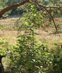 Steven Pissing and Knocking One Out In The Woods 5f75680a2bd13.jpg