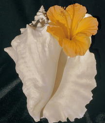 art models twinks 5e2cfe2573407.jpg