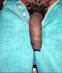 Uncut Black Cocks 5dcf1c56366c9.jpg