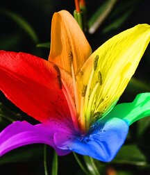 Fondsd'écran GAY 5ec7fd14e8d55.jpeg