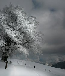 Male in Winter 5e04bb34a1614.jpg