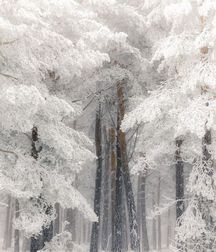 Male in Winter 5e04bb3d5de57.jpg