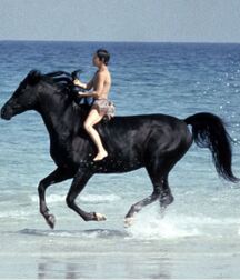 Man and Beast Boys Porn 5f123fa0c0ee7.jpg