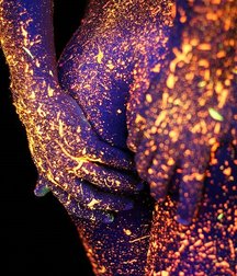 art for the apes 5e4b6a781544e.jpg