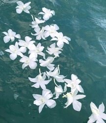 art for the apes 5e4b6ad5c51b1.jpg