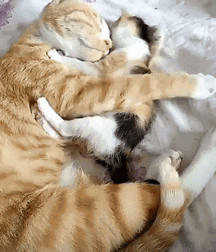 Sexy Dudes 1 hotties mates twinks 5ec967573ae35.gif