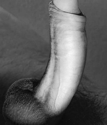 hard cocks 5ea353c46d081.jpg