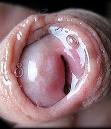 dick large boys gay porn big 5f13925f25d32.jpg