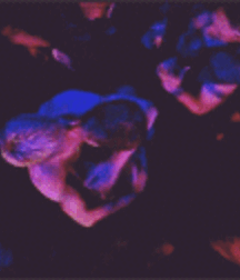 Perfect Collection Twink Tube Boys Art 62d3289342cdd.gif