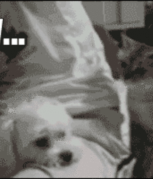 Cute Boys Porn Twink Sexy Twinks 33 5eed29cc8642e.gif