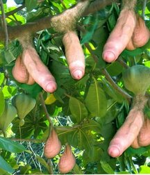 Cocks n Stuff Mix Gay Tube 5f6a67fe05053.jpg