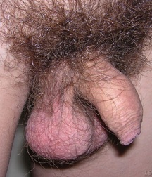 Gay Twinks Porn - 411 - mixed twink nuts 60d9d37d681af.jpg