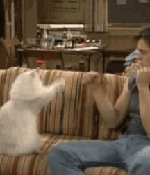 Cats and men 6212411139c53.gif