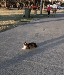 Cats and men 6212419312cc5.gif