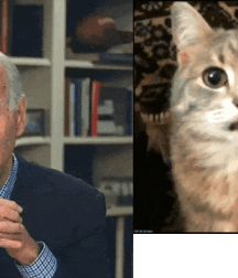 •  Gato e Uomo  • 62313feb6d786.gif