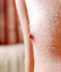 Gay Boys Chest Collection Porn 5fb58d1b5062b.jpg