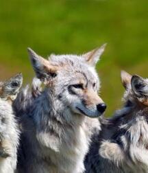 Mixed guys 5f8f0f6960822.jpg