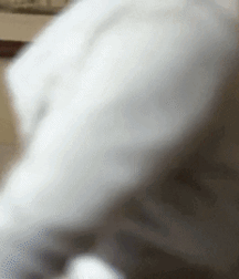 My boys together again twink tube 611379ed690d7.gif