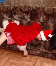 Christmas 6298063a39ce1.jpg