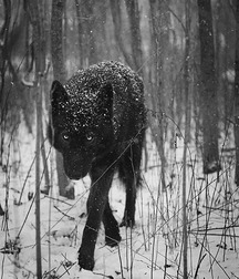 FOX 61ca68860c305.jpg