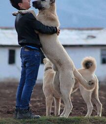 Publius Boys With Pets 4 Twinks Love 6303f2e9c604d.jpg