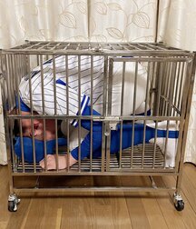 Soccer Bondage Twink Gay Porn 60e37db2a1121.jpeg