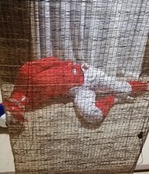 Soccer Bondage Twink Gay Porn 60e37dd208519.jpeg