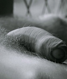 droopy dongs 5777d5558dc9a.jpg