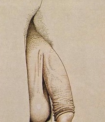 cocks in art 5ae6366f09294.jpg