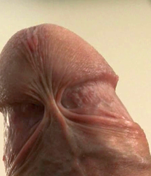 pics of dicks 5c58a707484cf.png