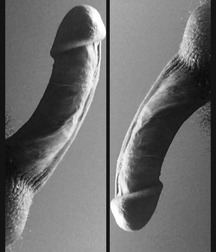 cocks close ups big boys porn 5ed03a9cacb46.jpg