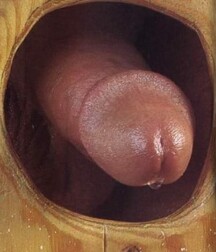 cock variety pack twink gay porn 5f7f7fd5d16de.jpeg