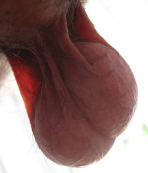 testicle spectacle twinks porn 3 5f7f805e4fb6b.jpg
