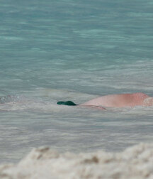 Speedo Love Twink Tube 61058a75a2f35.jpg