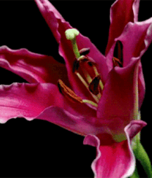 Beam Me Up Scotty Gay Porn 61636fa6e66d7.gif